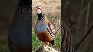 صوت الحجل البري The Sound Of Wild Partridge 