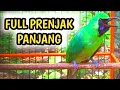 Lagu Cucak Ijo N3mb4k FULL PRENJAK Panjang-Panjang