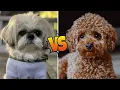 Poodle vs Shih Tzu Unleashing the Ultimate Canine Showdown
