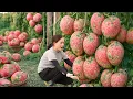Lagu Harvesting GIANT Pink Lemons | Ancient Rock Sugar Pickling Method That Lasts for Months