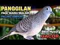 Lagu Perkutut Lokal Gacor Suara Paling Ampuh Untuk Pancingan Burung Perkutut Agar Bunyi.