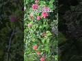 Download Lagu Pink Bougainvillea #bougainvillea #viralvideo #viralshort #reels #shortvideo