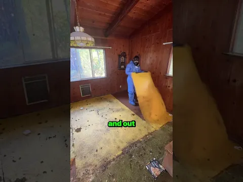 26 Cats Home Clean Out