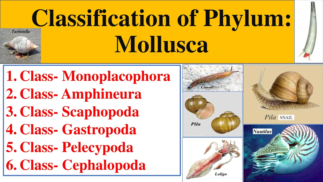 Classification of Phylum Mollusca | Mollusca classification |Monoplacophora |Gastropoda |Cephalopoda