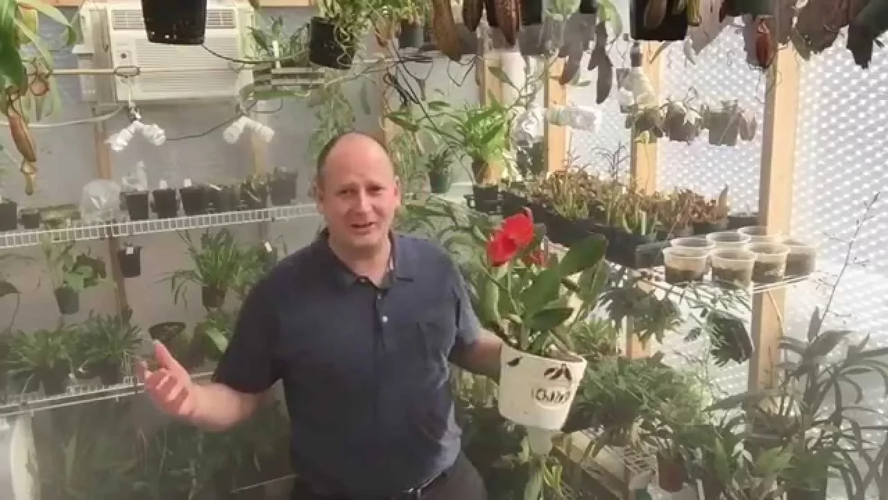CATTLEYA ORCHID CARE: A LOOK AT BRASSAVOLA NODOSA & CATTLEYA ORCHIDS