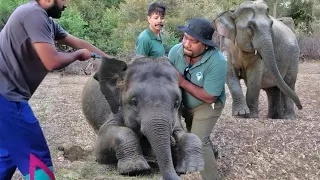 𝘽𝙖𝙗𝙮 𝙚𝙡𝙚𝙥𝙝𝙖𝙣𝙩 𝙬𝙞𝙩𝙝 𝙗𝙧𝙤𝙠𝙚𝙣 𝙡𝙚𝙜 😢😢 #elephant #wildlife #animalplanet #bbcearth #veterinary #animals