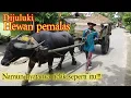 Lagu Alat angkut hasil panen Petani menggunakan kerbau