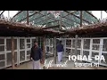 Download Lagu IQBAL DA TOP QUALITY  PIGEON LOFT VISIT AT SANGRAMPUR  -  9903025521