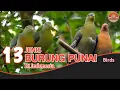 Download Lagu 13 Jenis Burung Punai di Indonesia.