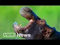Pablo Escobar s Cocaine Hippos Might Finally Need to Be Killed