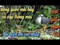 Download Lagu Tiếng quốc mồi bẫy cả cặp trống mái cho anh em cực nhanh, miễn phí đây ạ