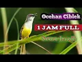 Download Lagu suara jernih ciblek, durasi 1 jam,masteran paling di cari sang juara.