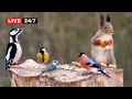 Lagu 🔴24/7 LIVE CAT TV NO ADS😺 Beautiful Birds and  Cutest Squirrels for Cats \u0026 Dogs to Watch and Slap