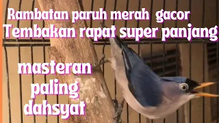 rambatan paruh merah full tembakan super panjang