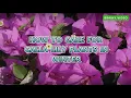 How to Care for Calla Lily Plants in Winter