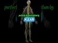 Download Lagu Surah Ar Rahman | Miracle of Allah | The Nervous System