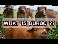 The DUROC Difference A Tale of Taste and Tradition