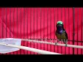 Download Lagu KONIN GACOR FULL NEMBAK ISIAN PELATUK BERAS INI, COCOK BUAT PANCINGAN KOLIBRI NINJA BAHAN AGAR BUNYI