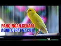 Download Lagu PANCINGAN EFEKTIF, KENARI PAUD, KENARI MUDA, KENARI MACET CEPAT GACOR