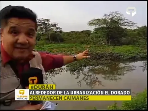 Alrededor de la urbanización El Dorado permanecen caimanes