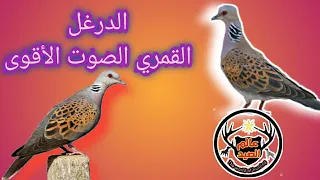 صوت الدرغل  القمري  الصوت الأنقى والأصفى لعام ٢٠٢٣ دندنها