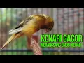 Download Lagu Masteran Kenari PAUD Cuit CUIT Super BUNYI, Dijamin Gacor! untuk PANCINGAN \u0026 MASTERAN Kenari PAUD