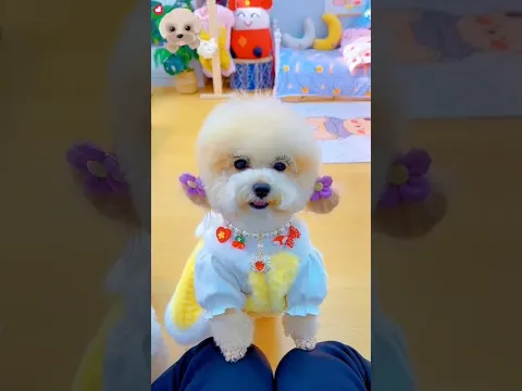 Cute dog. #shortsshorts #viralvideo #viralshorts #funydog1010 #poodle #usadogs #cute #pets #puppy