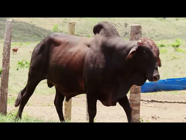 Touro Sindi RAJT - 2718