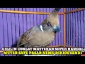 MUTER SATU PASAR NYARI MASTERAN SUPER HANDAL ADA DIKIOS SENDI!!CILILIN COKLAT UPDATE HARGA BURUNG