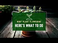 Why Mint Flowers and What To Do When It Does