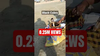 Black Cobra Dances To Snake Charmer S Flute Snakevideo 