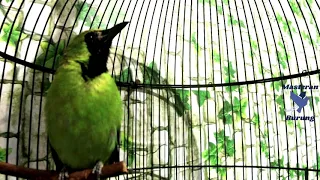 Download Suara Cucak Ijo Gacor Isian Jalak Suren Malam Hari Masteran Burung Greater Green Leafbird MP3