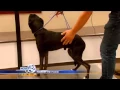 South Bend Paws by the Pound program