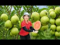 Lagu [TIMELAPSE] -- 365 Days Harvesting Many Guava Fruit, Eggplant Go To Sell.