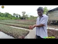 Download Lagu KABAR TERBARU PERKEMBANGAN TANAMAN PAK KARNI ALHAMDULILLAH MULAI HIJAU PERANTAU ASAL KEDIRI 