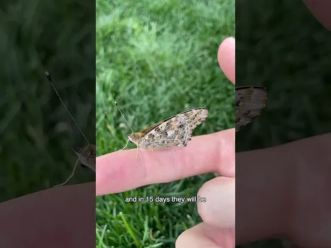 Raising Caterpillars into Butterflies