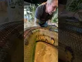 Lagu Massive Anaconda On Land 🐍 #animals