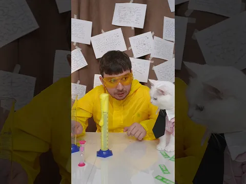 Аляска объявила забастовку!😼❌ #котики