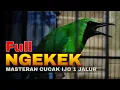 Download Lagu FULL NGEKEK !! MASTERAN CUCAK IJO FULL TEMBAKAN 1 JALUR GEREJA TARUNG