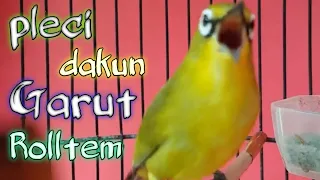pleci dakun garut rolltem sangat cocok buat masteran pleci bahan 