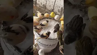 استحمام الكناري بشتاء بثلج كناري حسون بادجي  استحمام الكناري بشتاء بثلج كناري حسون بادجي