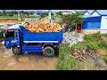 Lagu First Start New Project!! Landfill Delete Flooded By Skill Dozer Pushing Soil  With 5ton Trucks