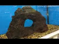 Colorful fish at Petco Lexington SC Part 1