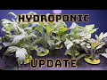 Aerogarden and IDOO Hydroponic system update