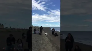 King Penguin – especially for Bailey