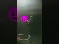 siapa yang bisa pasang emoji itu kemuka ku