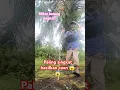 Download Lagu Mikat burung antik dan langka, hanya ada di pulau ini😱😱😱