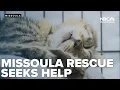 Missoula rescue requests help after taking in 16 cats