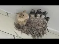Download Lagu Nature Said ‘No Rules’ and the Cat Agreed 🐱 Funny Cats Videos 2025