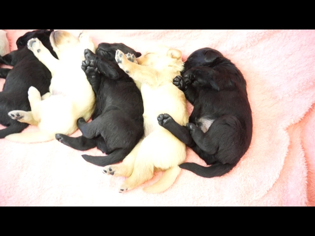 動画